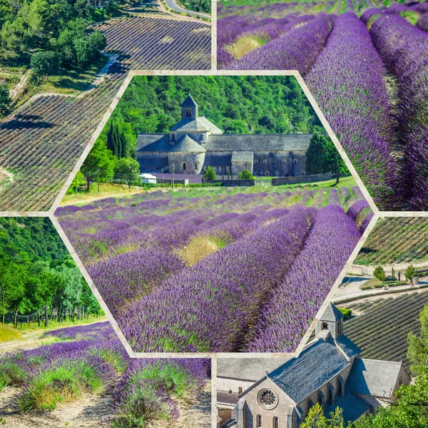 Collage of Abbey of Senanque and blooming rows lavender flowers — Stock Photo, Image