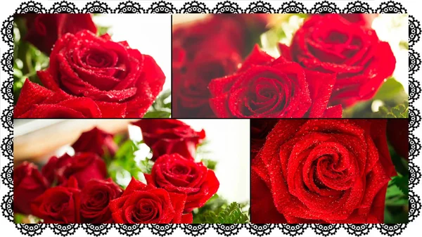 Czerwona róża zbliżenie z kropli kolaż. — Zdjęcie stockowe