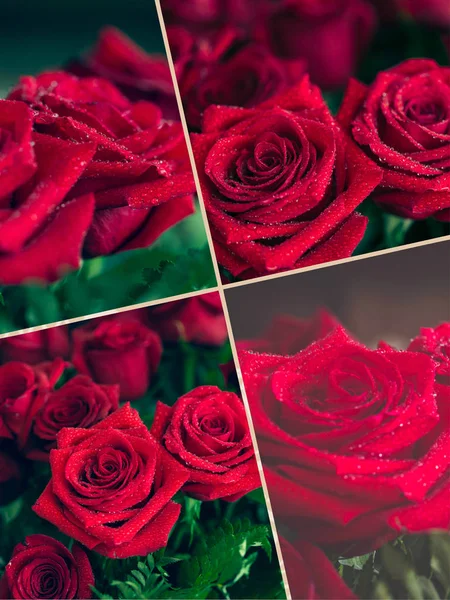 Collage of red rose closeup with drop. — Stock Photo, Image