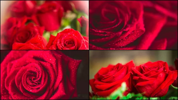 Collage de rose rouge gros plan avec goutte . — Photo