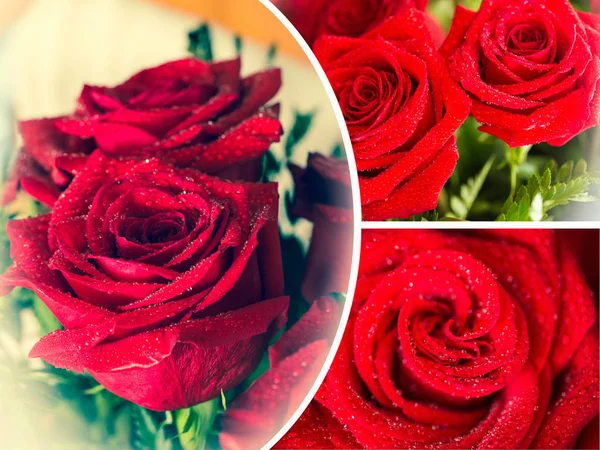 Collage aus roter Rose Nahaufnahme mit Tropfen. — Stockfoto