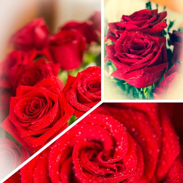 Collage de rose rouge gros plan avec goutte . — Photo