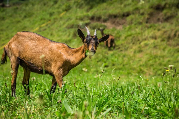 Goat on the green summer meadow — Stock Photo, Image