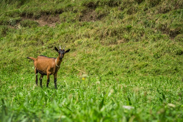 Yeşil Yaz çayır keçi — Stok fotoğraf