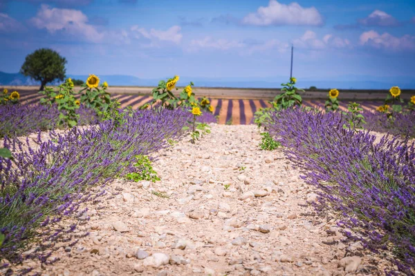 Lavender field. The plateau of Valensole in Provence — Stock Photo, Image