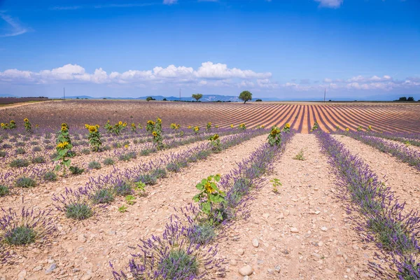 Lavendel felt i regionen Provence, Sydfrankrig - Stock-foto
