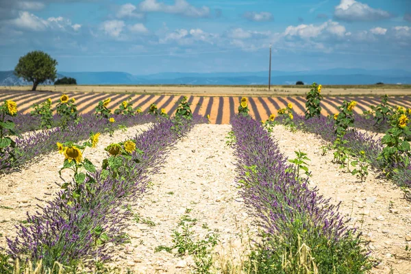 Lavendel blomst blomstrende duftende felter i endeløse rækker. Valenso - Stock-foto