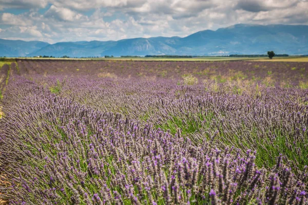 Lavender field in the region of Provence, southern France — Stock Photo, Image