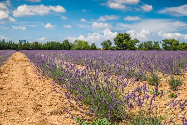 Lavender flower blooming scented fields in endless rows. Valenso — Stock Photo, Image