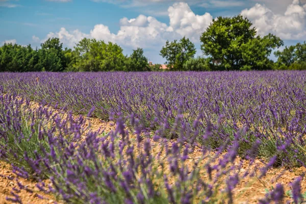 在普罗旺斯，法国 Valensole 附近的薰衣草田。一排排的经济学 — 图库照片