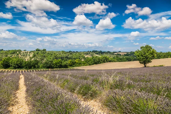 Lavender fields near Valensole in Provence, France. Rows of purp — Stock Photo, Image