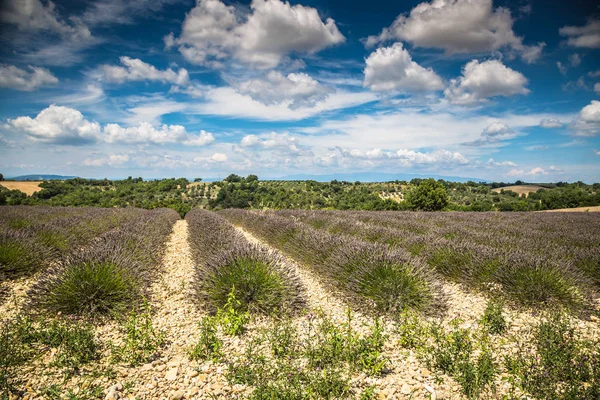 Campo de lavanda en la región de Provenza, sur de Francia —  Fotos de Stock