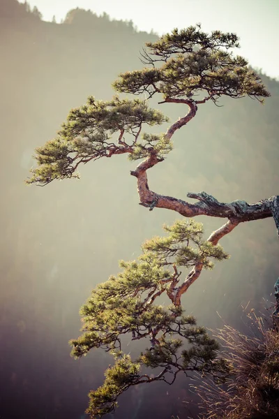 Sokolica、ピエニィニ山、ポーランドで最も有名な木 — ストック写真