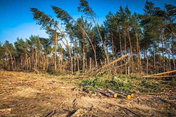 Destroyed forest as an effect of strong storm