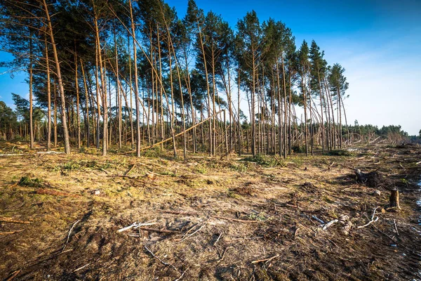 Foresta distrutta come effetto di forte tempesta — Foto Stock