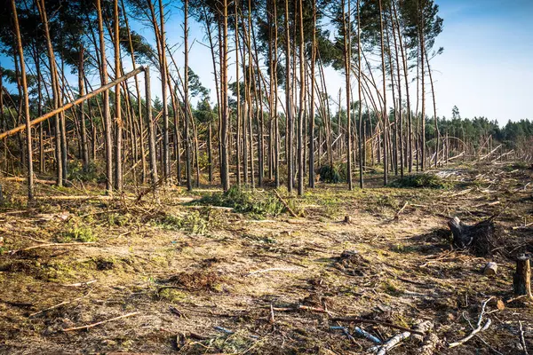 Foresta distrutta come effetto di forte tempesta — Foto Stock