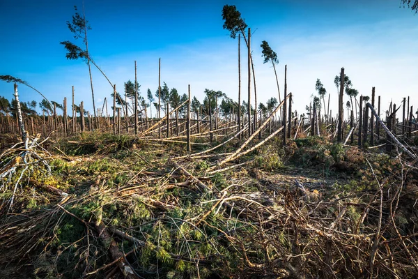 Foresta distrutta come effetto di forte tempesta — Foto Stock