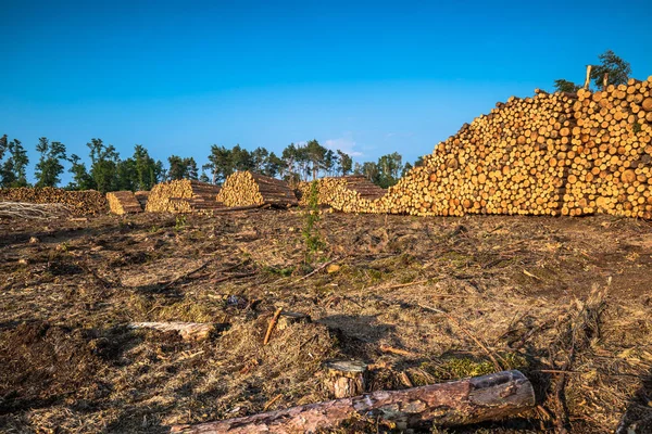 Zničení lesa v důsledku silné bouře — Stock fotografie