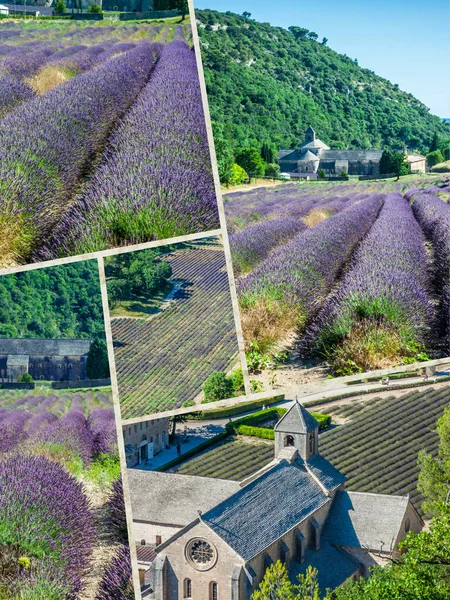 Collage de campo de lavanda en Provenza, Francia . —  Fotos de Stock