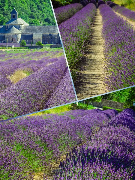 Collage of lavender field in Provence ,France. — Stock Photo, Image