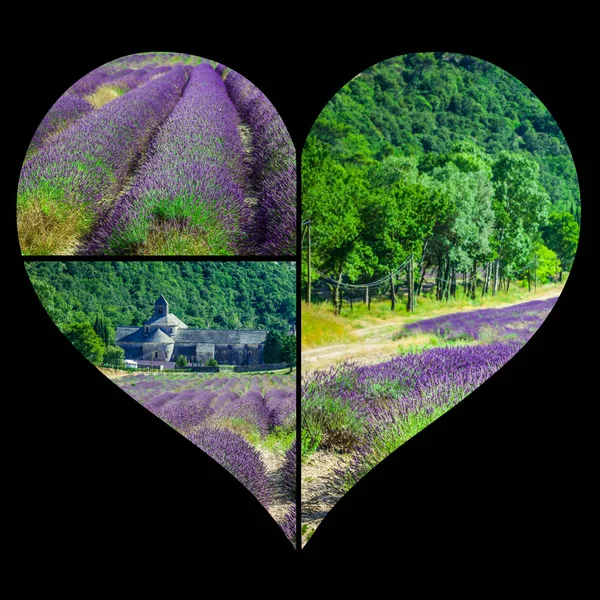 Collage of lavender field in Provence ,France. — Stock Photo, Image