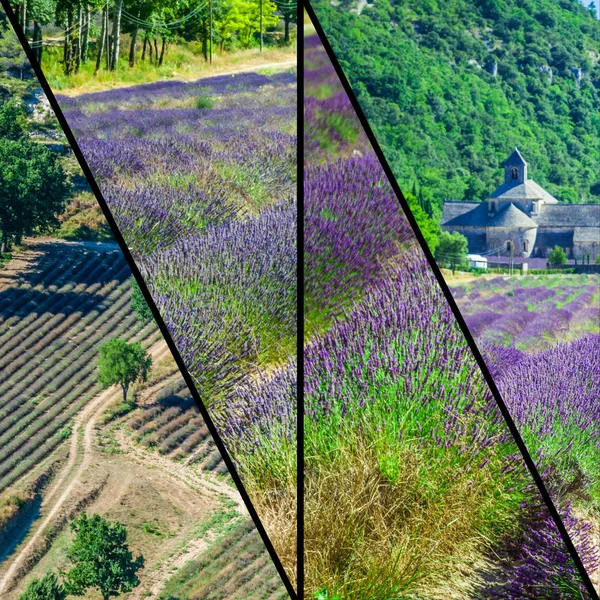 Collage of lavender field in Provence ,France. — Stock Photo, Image