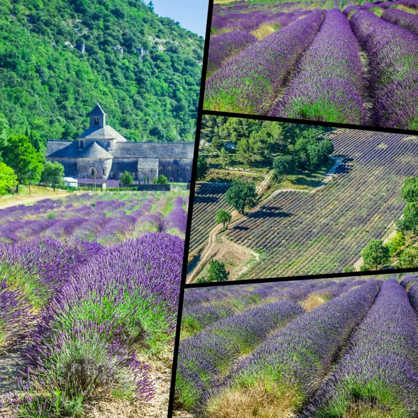 Collage of lavender field in Provence ,France. — Stock Photo, Image