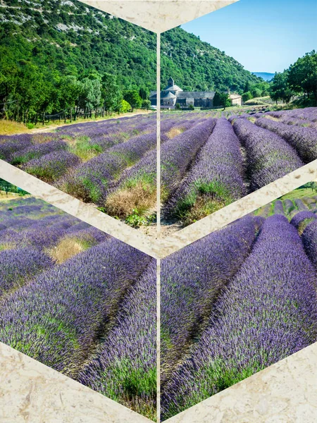 Collage of lavender field in Provence ,France. — Stock Photo, Image
