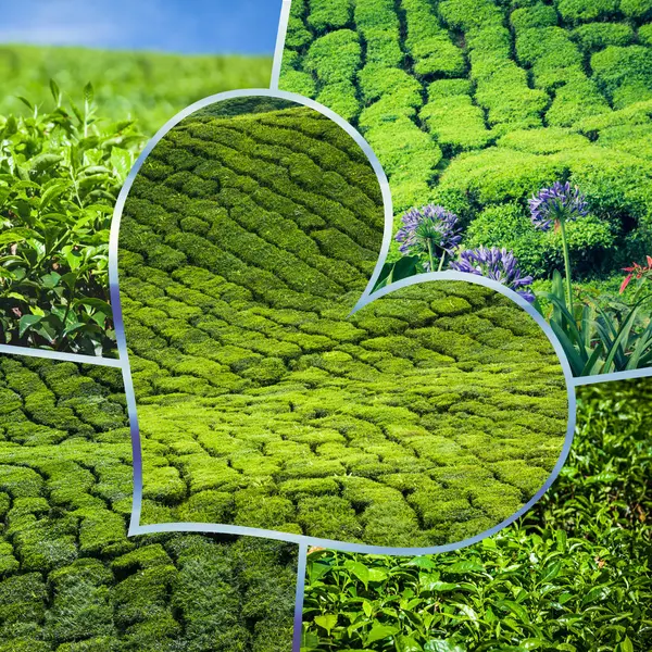 Collage of lavender field in Provence ,France. — Stock Photo, Image