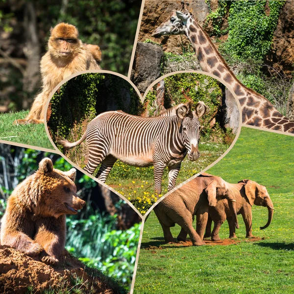 Collage wild african animals.