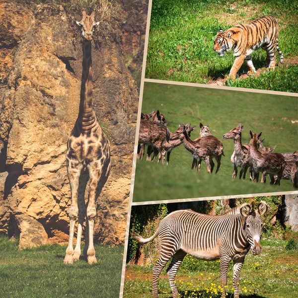 コラージュ アフリカの野生動物 — ストック写真