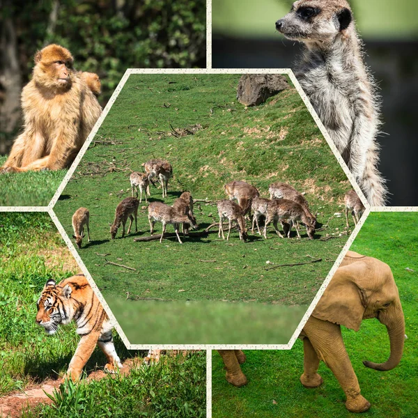 Colagem Animais Africanos Selvagens — Fotografia de Stock