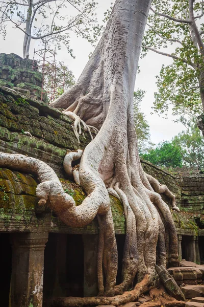Ta Prohm Tapınak, Angkor, yakın: Siem Reap, Kamboçya