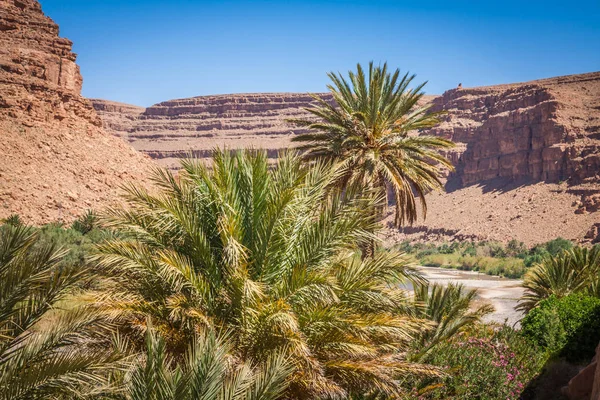 Wide view of canyon and cultivated fields and palms in Errachidi — Stock Photo, Image