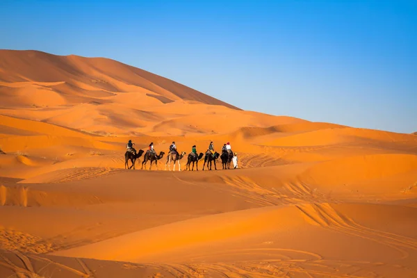 Camel caravan going through the sand dunes in the Sahara Desert, — Stock Photo, Image