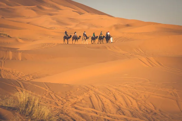 Velbloudí karavana prochází písečných dun v poušti sahara, — Stock fotografie