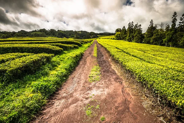 A Porto Formoso, a sziget északi partján a tea ültetvény — Stock Fotó
