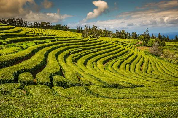 Herbata plantation w Porto Formoso. Niesamowity krajobraz outstandin — Zdjęcie stockowe