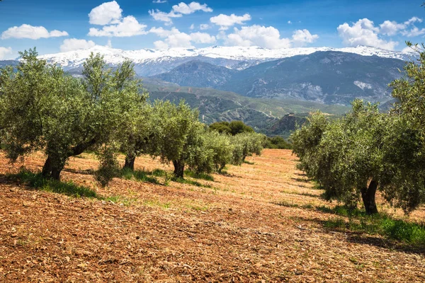 Vacker dal med gamla olivträd i Granada, Spanien — Stockfoto