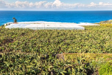 Muz plantasyonda Kanarya Adası Tenerife, İspanya