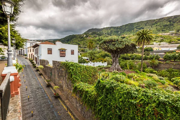 Famous Dragon Tree Drago Milenario in Icod de los Vinos Tenerife — Stock Photo, Image