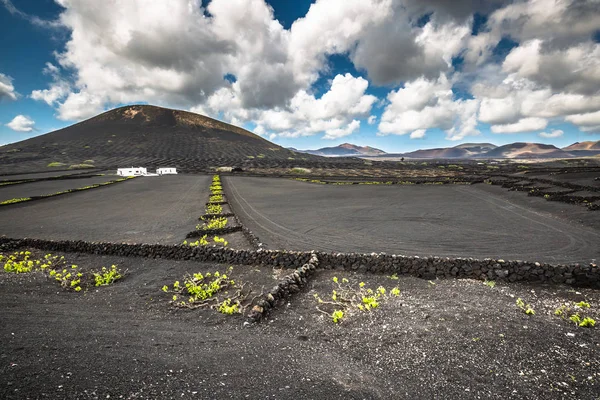 Виноградники в La Geria, Lanzarote, Канарейные острова, Испания . — стоковое фото