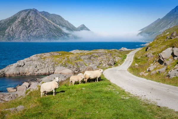 Ovejas caminando por el camino. Noruega paisaje —  Fotos de Stock