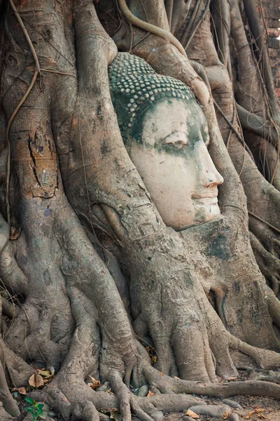 Kopf der Buddha-Statue in den Baumwurzeln von wat mahathat, ayuttha lizenzfreie Stockfotos