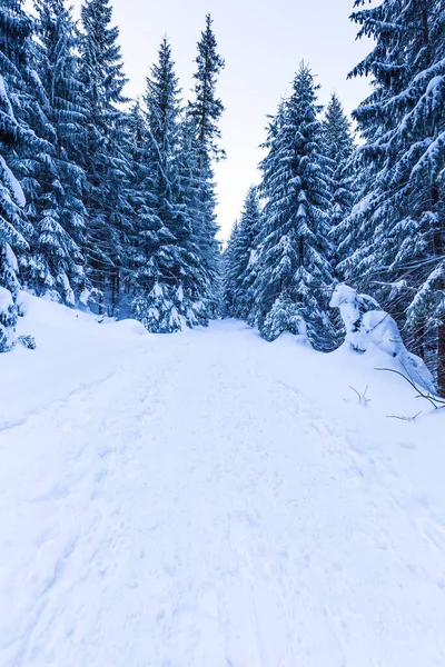 Vinter snö skog spår utsikt. Snöig vinter skogsväg — Stockfoto