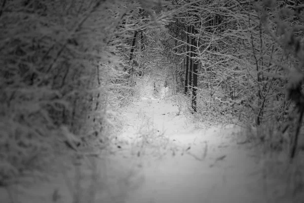 Krásné zimní les a na silnici — Stock fotografie