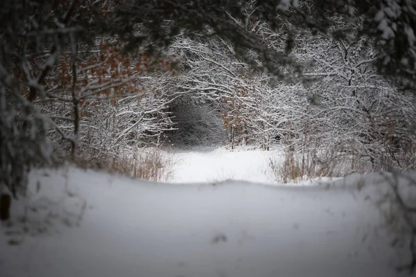 Schöner Winterwald und die Straße — Stockfoto