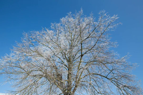 Árvore congelada no campo de inverno e céu azul — Fotografia de Stock