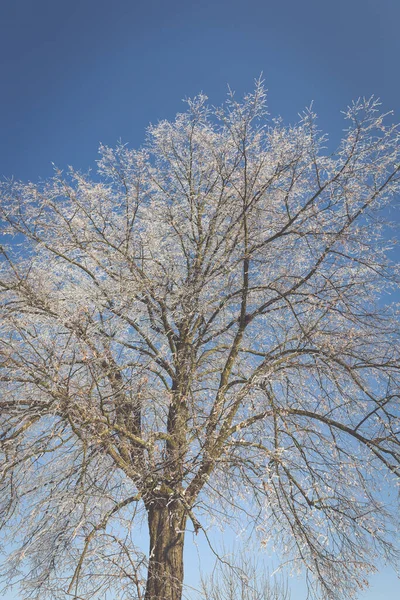 Arbre gelé sur champ d'hiver et ciel bleu — Photo