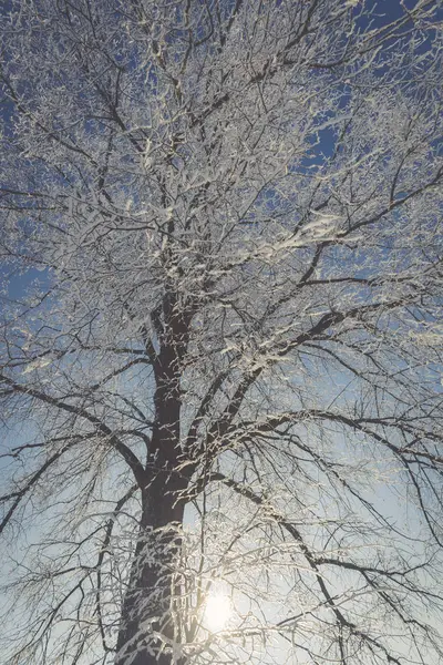 Gefrorener Baum auf Winterfeld und blauem Himmel — Stockfoto